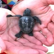 Baby turtles on Maio
